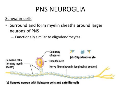 oligodendrocytes are functionally similar to